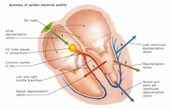 summary of cardiac electrical activity